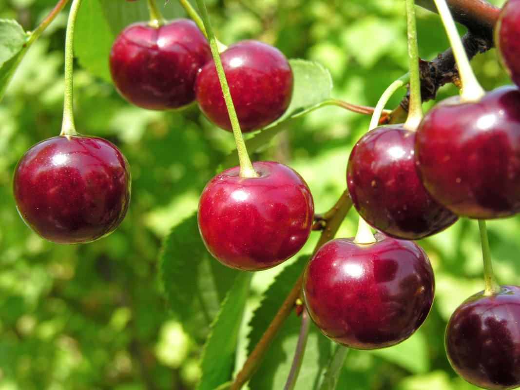fruits数据集