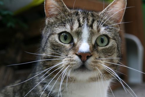 猫咪数据集2