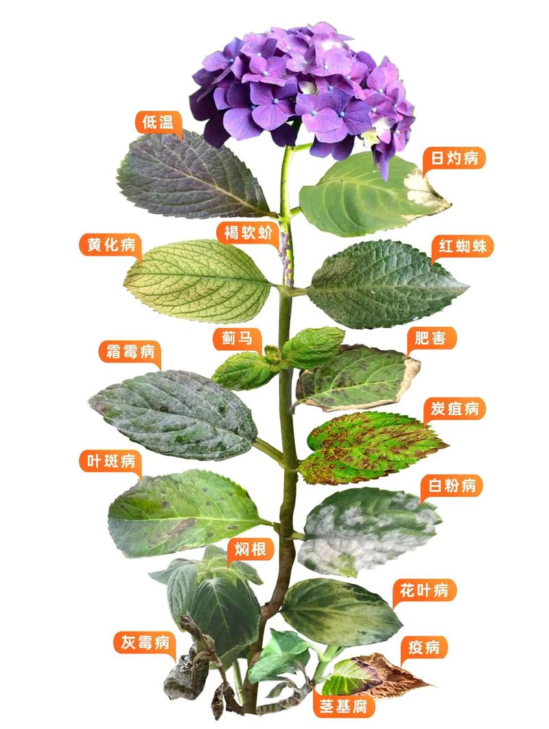 14种病虫害数据集