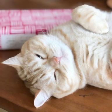 猫十二数据集2