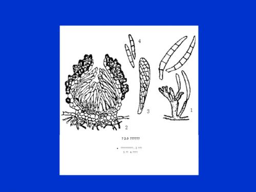 Plant_Pathology植物病理数据集