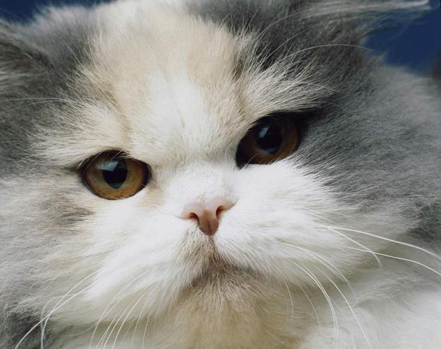 猫10分类数据集