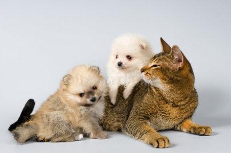 猫狗的数据集