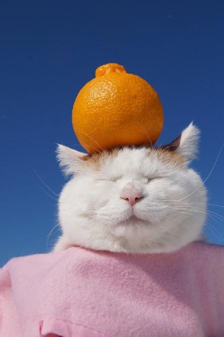 猫十二类分类结果数据集