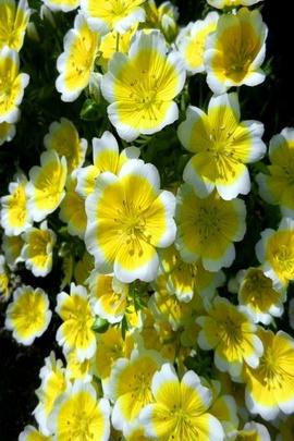 flowers102数据集2