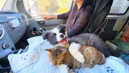 猫狗数据集7
