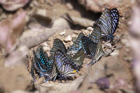 Butterfly20蝴蝶分类数据集