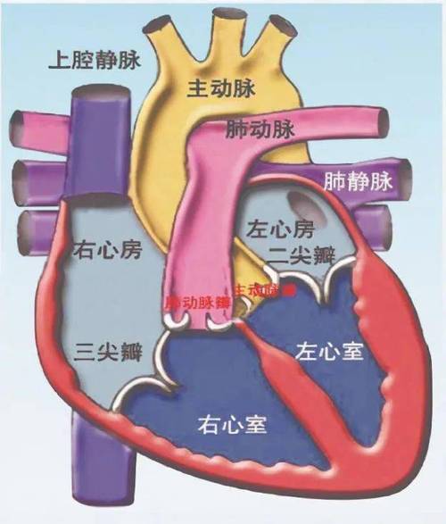RVSC右心室分割数据集2