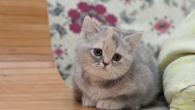 猫数据集3