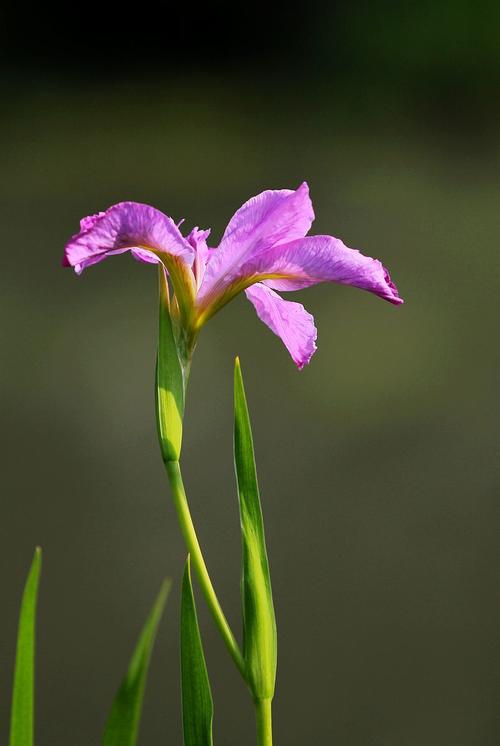 鸢尾花（4个属性，2个分类，100个数据）