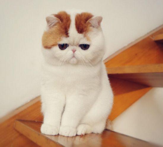 用于猫脸识别数据集