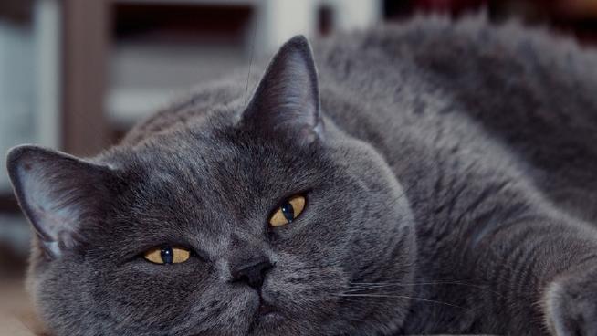 猫咪分类数据集