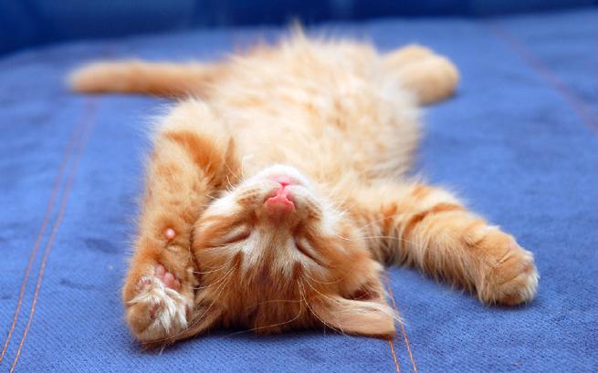 猫训练集