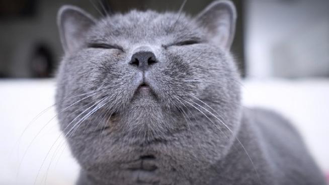猫测试集