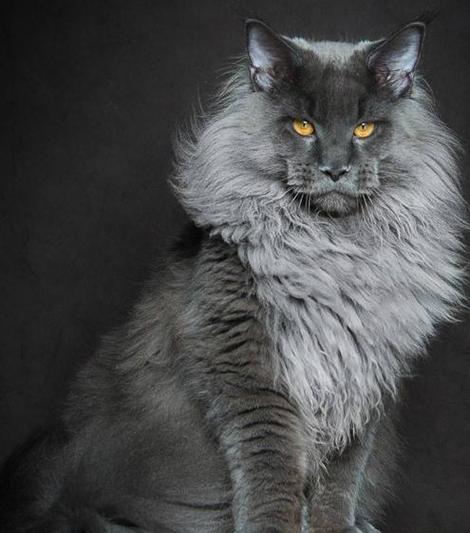 猫识别数据集