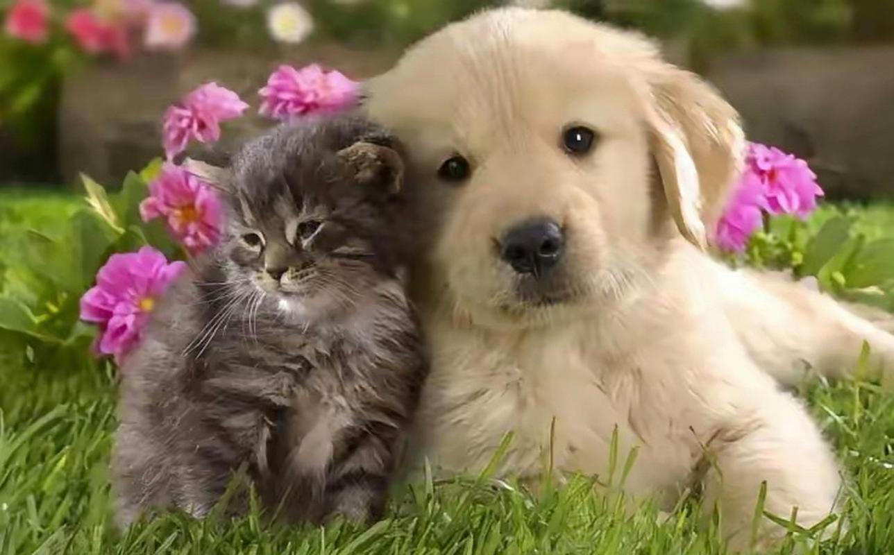 猫狗识别数据集4