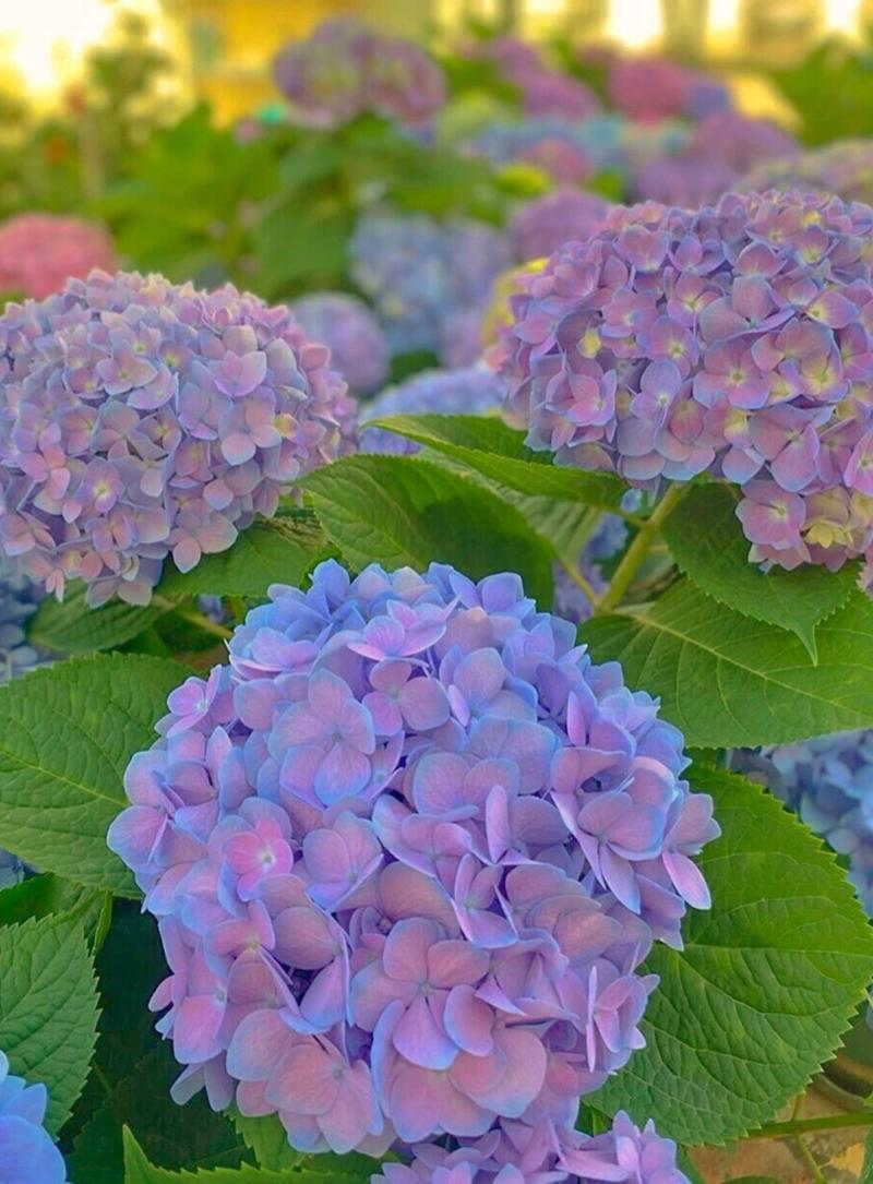绣球花数据集