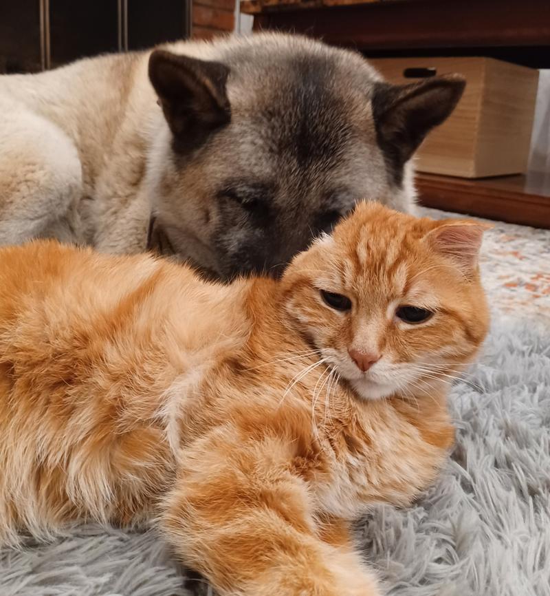 猫狗熊猫图像分类数据集。每类数据集包含猫、狗和熊猫各1000张图片，总共3000张图片。