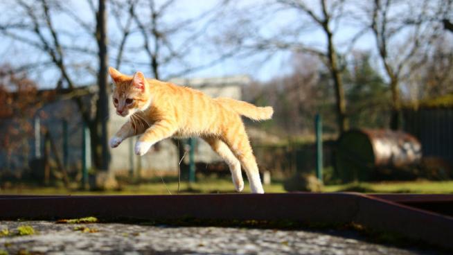 猫十二图片分类数据集