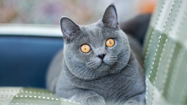 猫十二数据集3