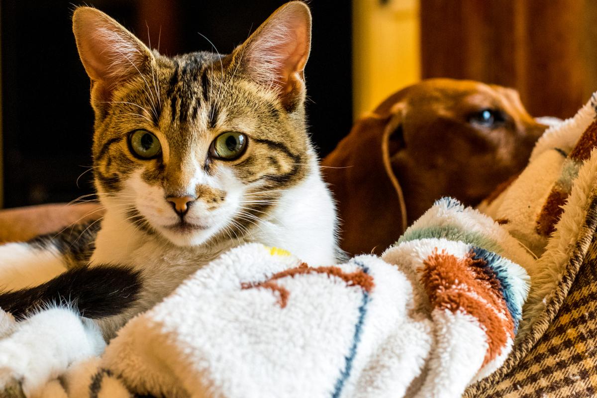 猫狗分类数据集16