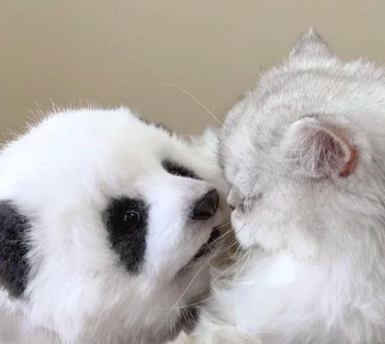 猫狗熊猫三类图像分类数据集