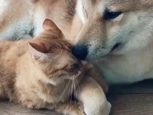 猫狗图片数据集4