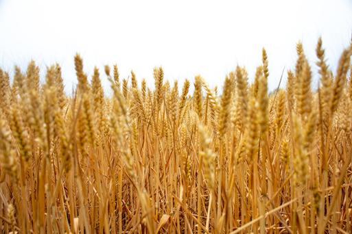 wheat小麦麦穗检测数据集合voc