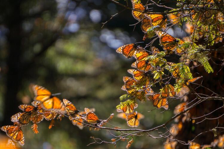 butterfly野外蝴蝶数据集