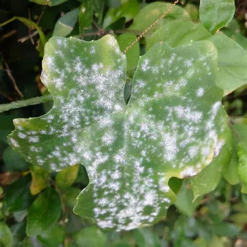 PlantVillage植物病害图像数据集
