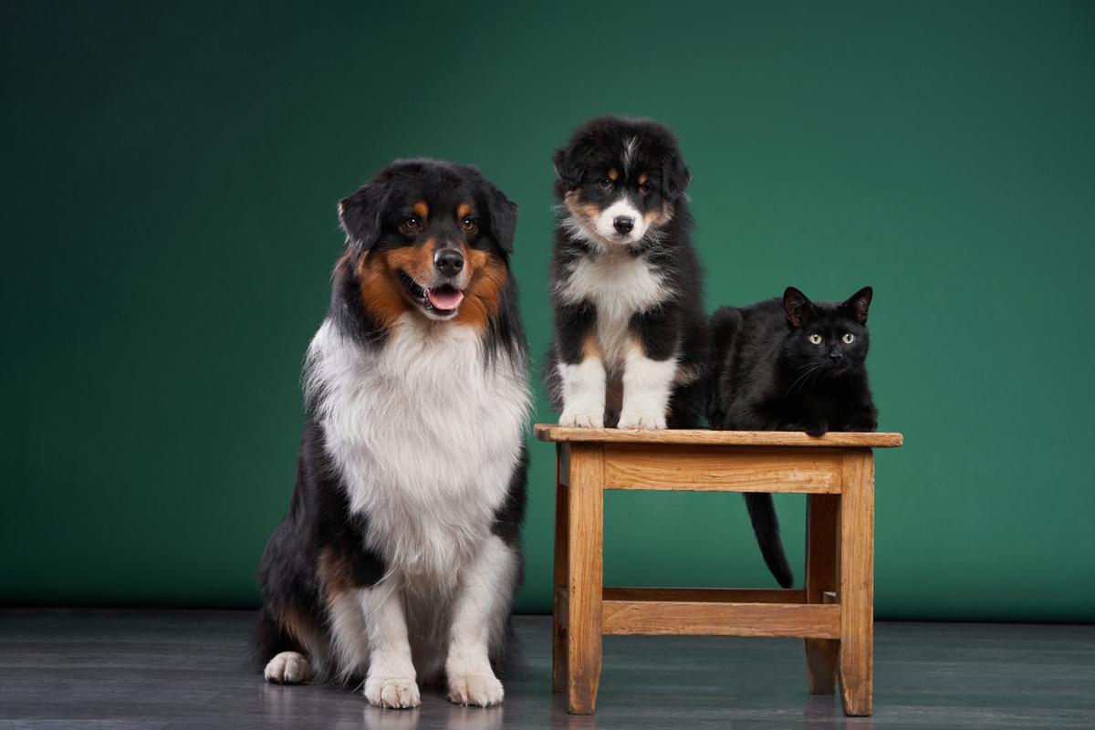 猫狗图片数据集5