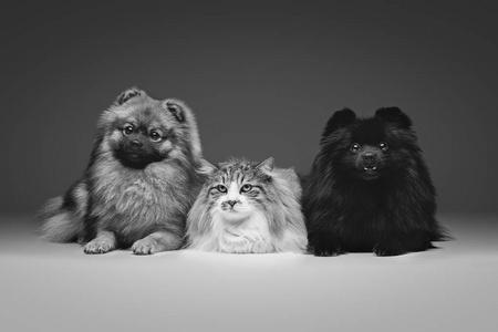 猫狗分类数据集17