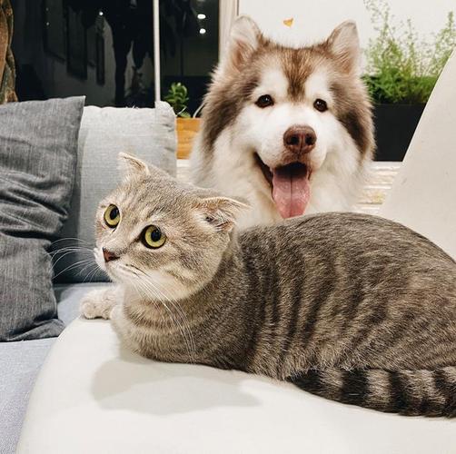 猫狗分类数据集