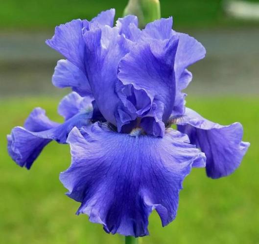 鸢尾花数据集11
