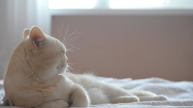 猫十二分类数据集9