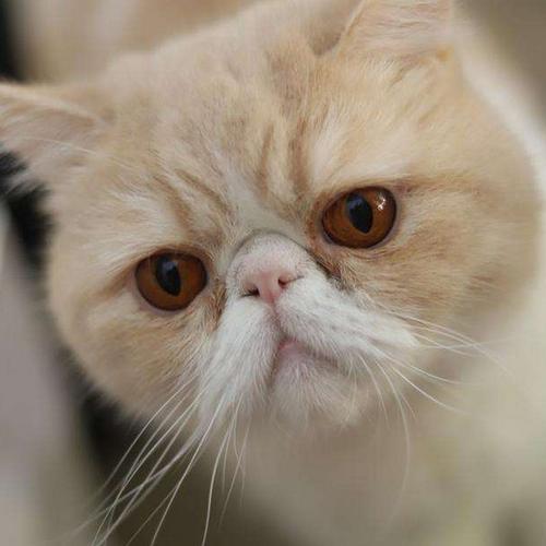猫脸识别数据集