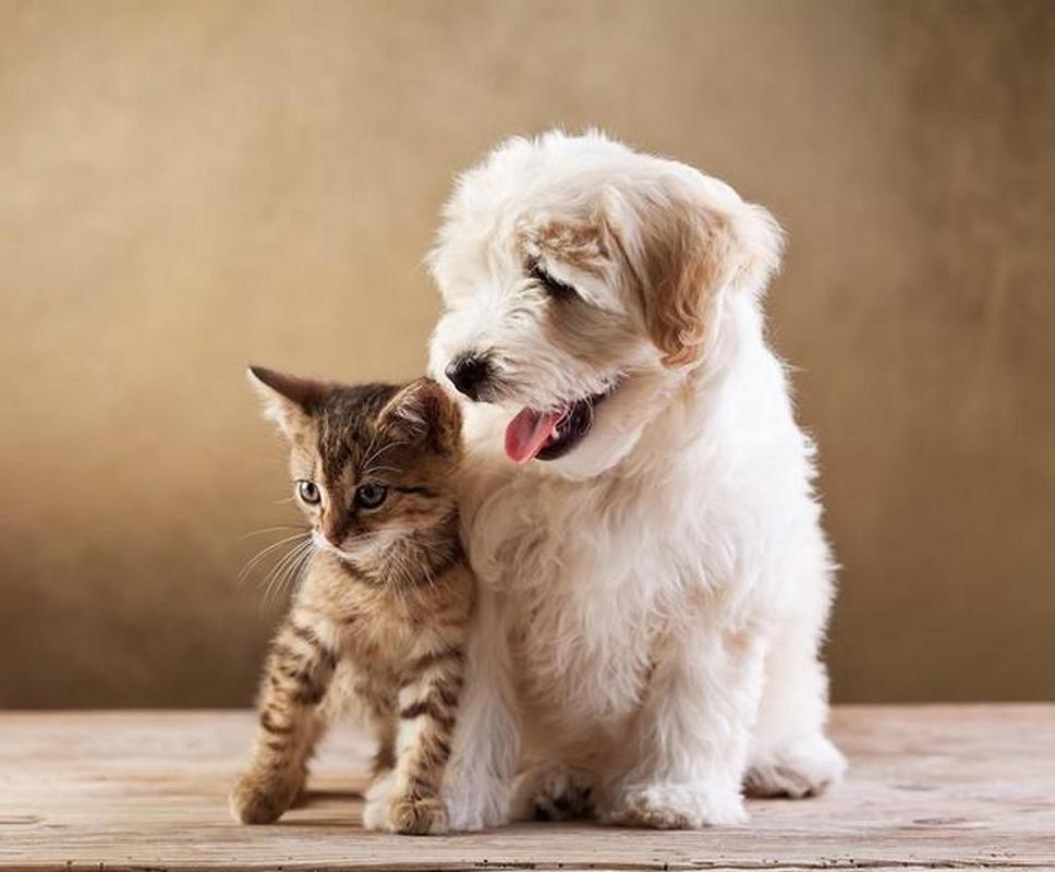 猫猫狗狗数据集2