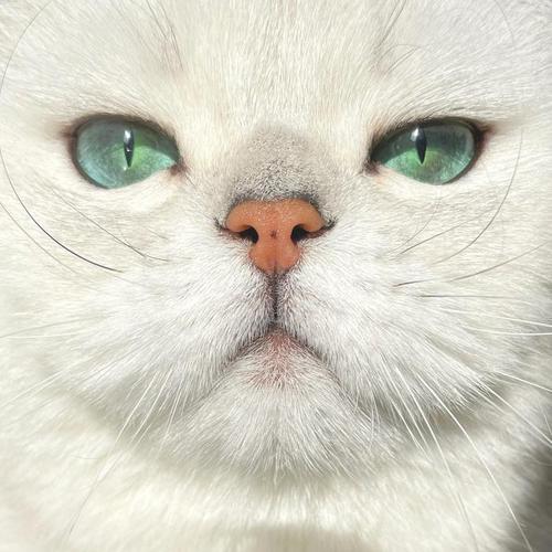 猫脸识别-猫脸关数据键点数据