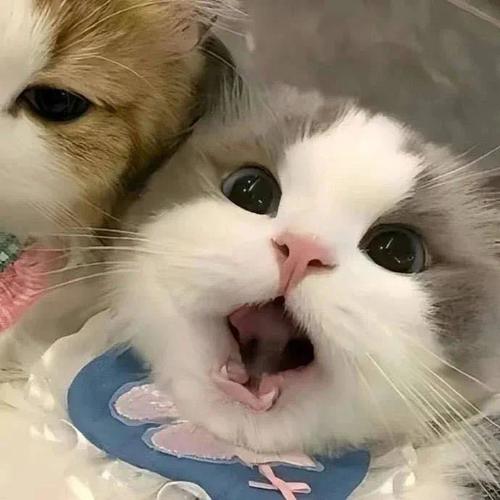 猫十二分类相关数据