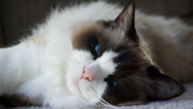 十二种类的猫数据集
