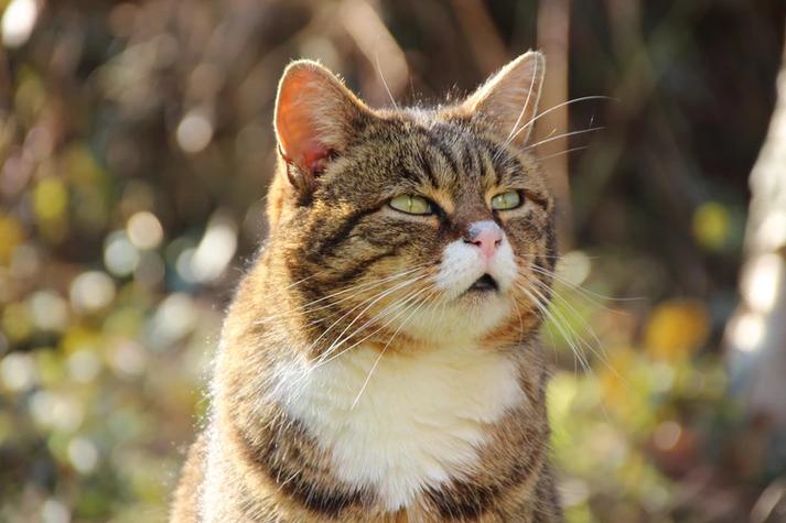 猫的十二种类数据集