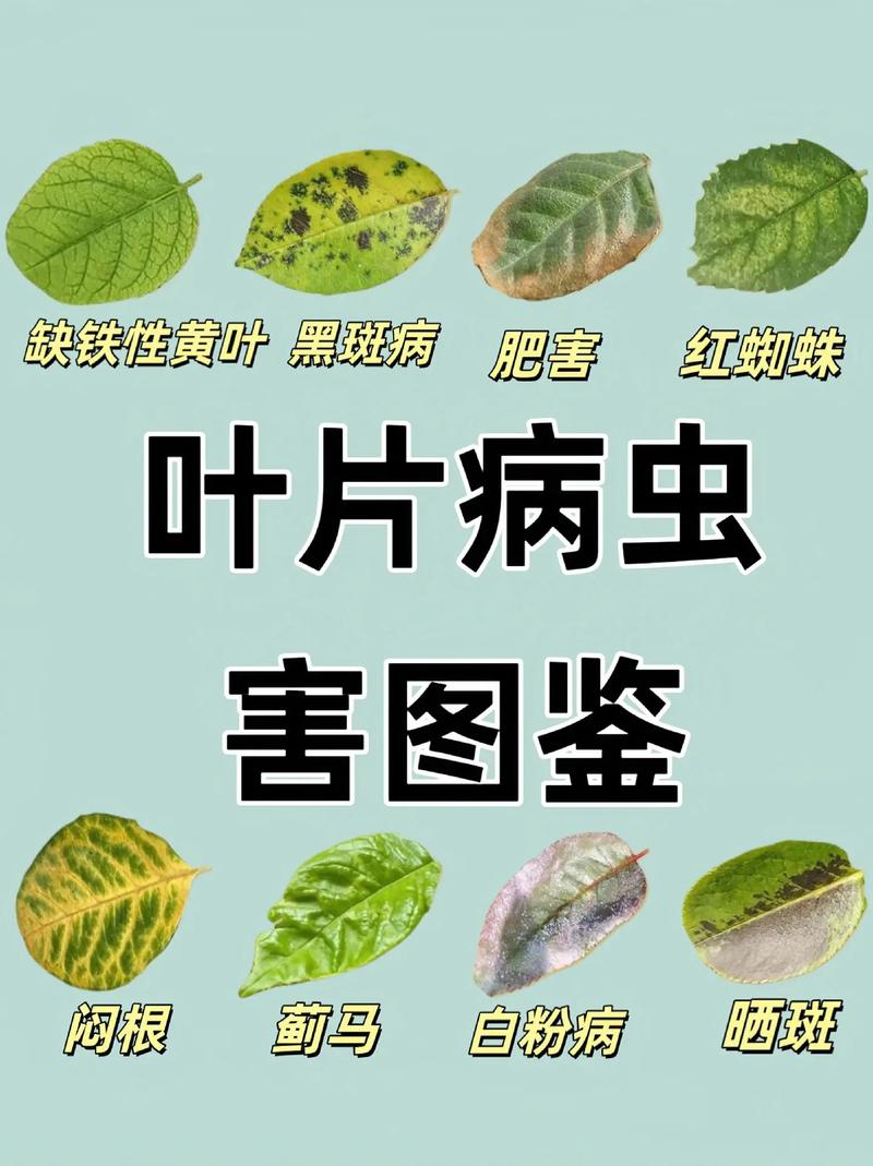 植物叶片病虫害数据集