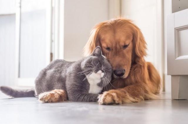 猫狗分类数据集18