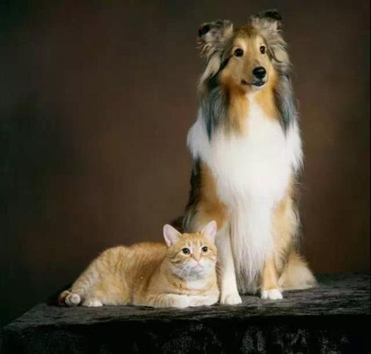 猫狗数据集8