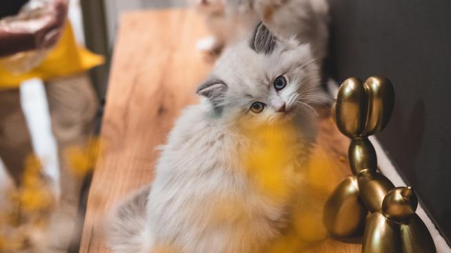 猫十二分类数据集10