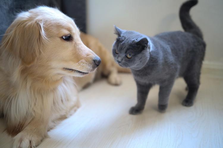 猫狗识别CatsDogs数据集