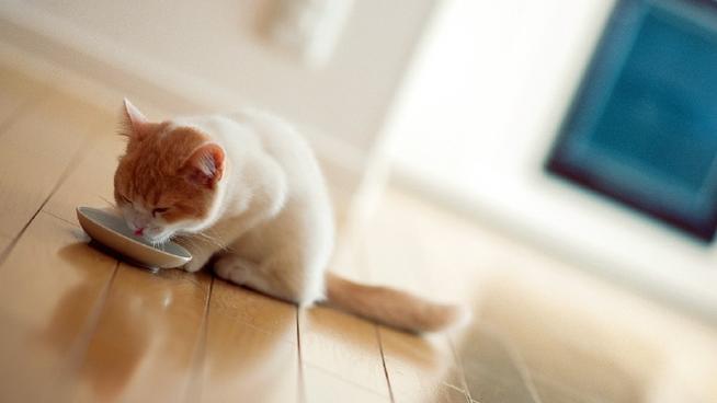 简单的练习用数据集含小猪、小狗、小鸟、老虎、小猫