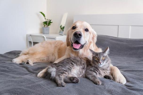 Animal识别猫狗和野生动物数据集