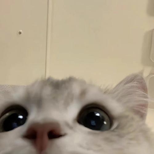 猫十二分类细分数据集
