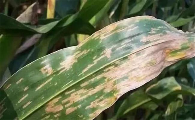 Corn pests and diseases数据集